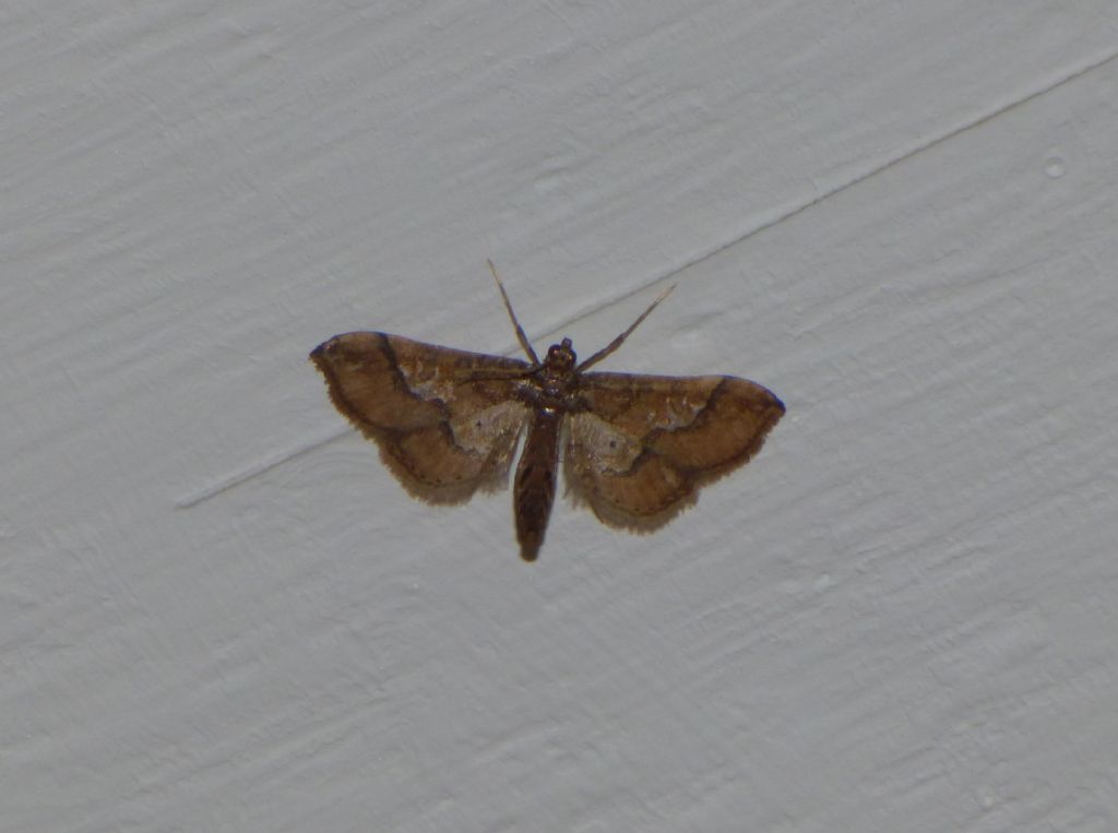 Falena da indentificare - Hydriris ornatalis, Crambidae